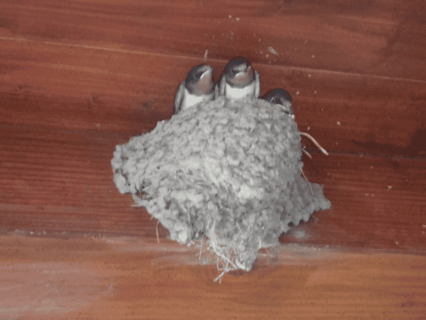 巣のなかにいる燕の雛の写真