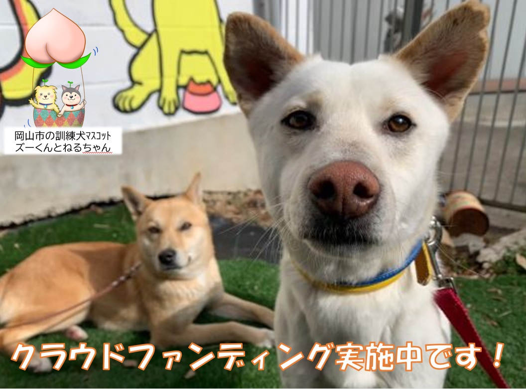保護した野犬の人馴れ訓練プロジェクト