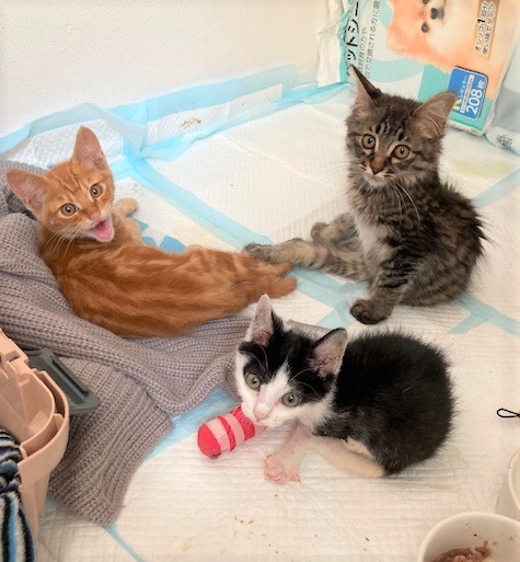 猫写真6