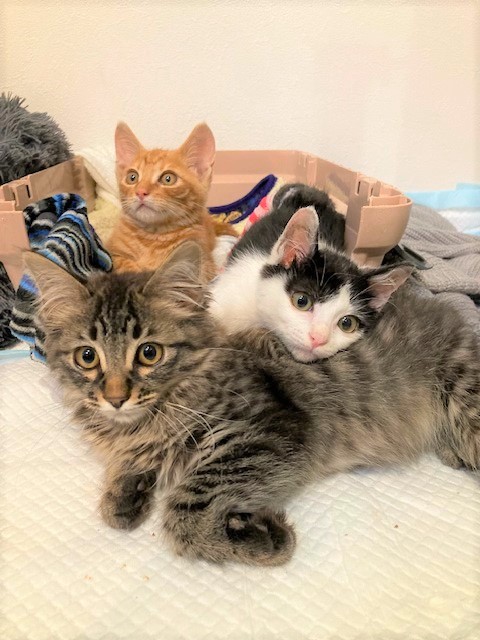 猫写真5