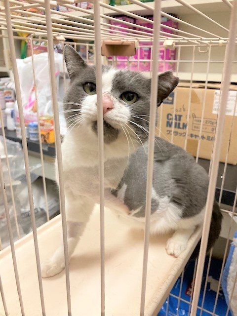 1N2025078（トミーくん）2