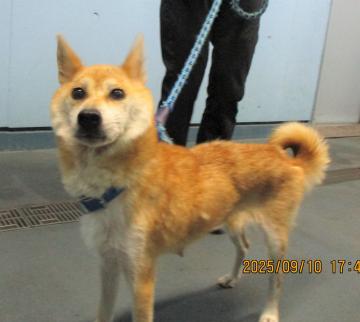 1D2025106(アズキちゃん)