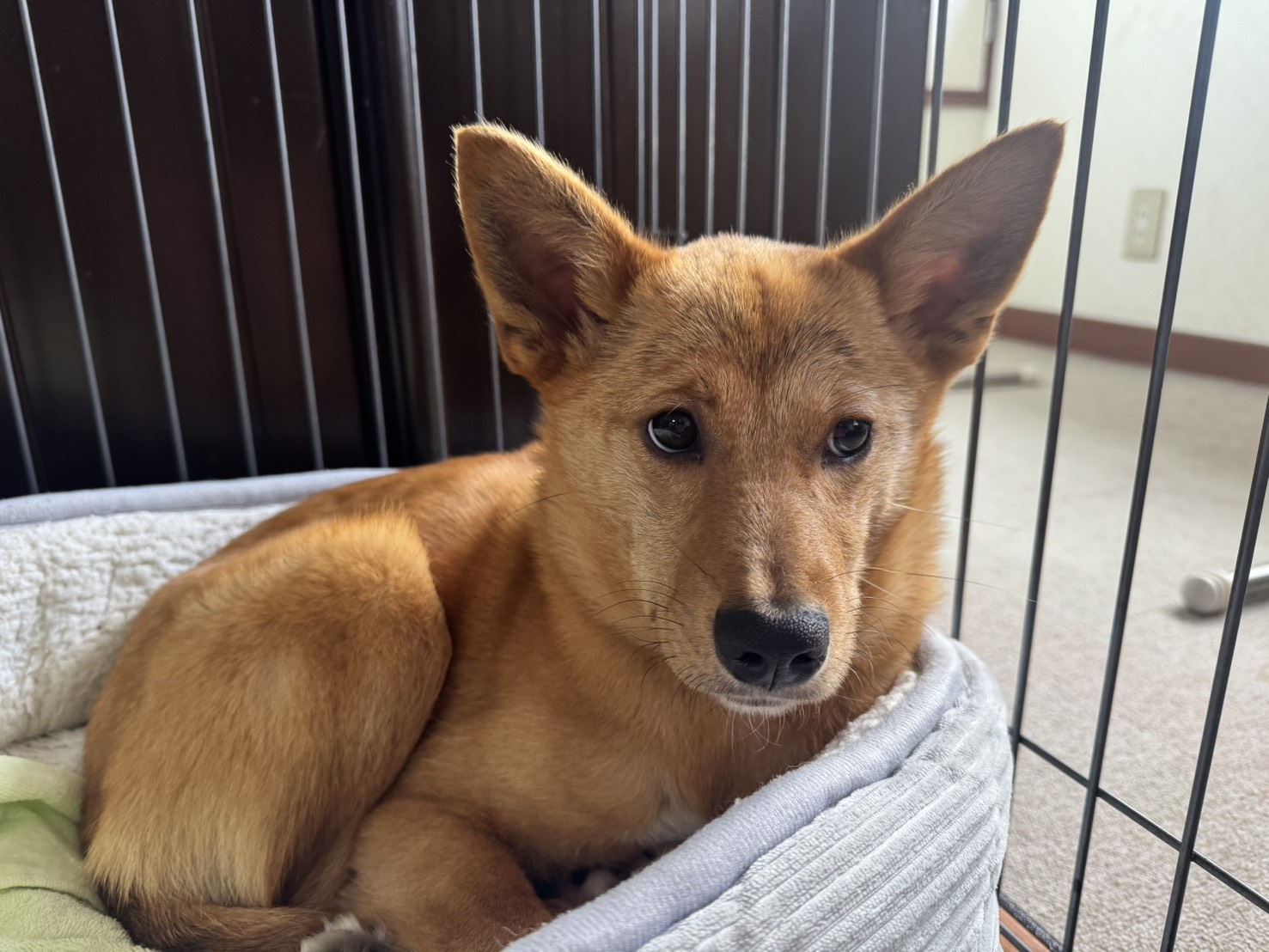 保護犬カブちゃんの写真