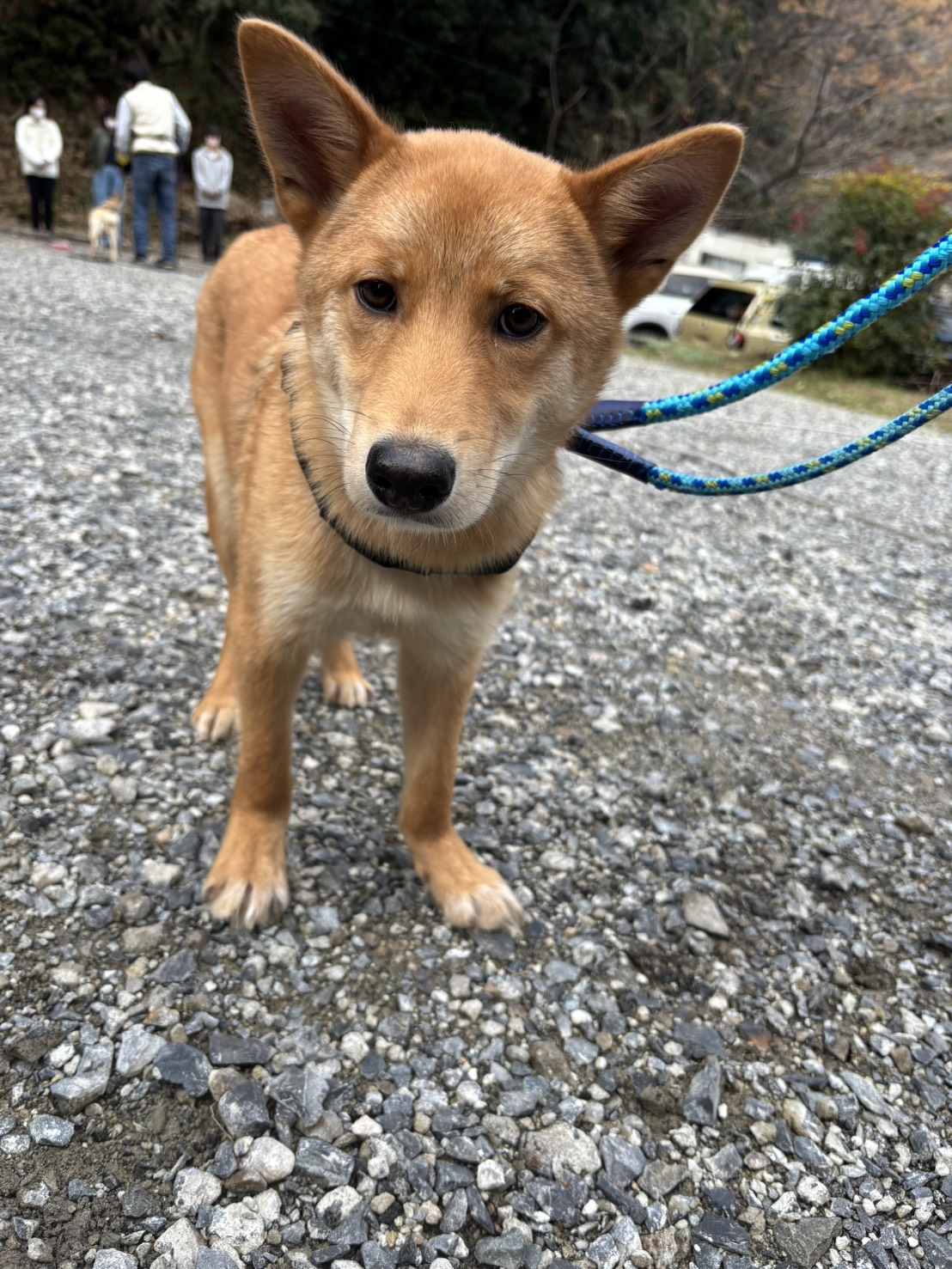 緊張するダイズ（大豆）くん