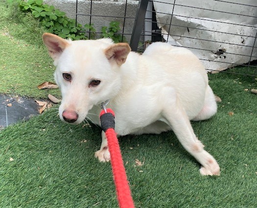 1D2025054(ピーチちゃん)