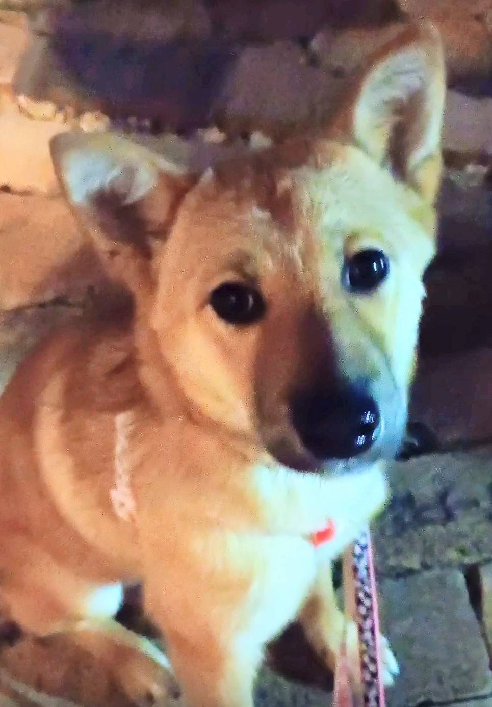 1D2025163(ナッツちゃん)3