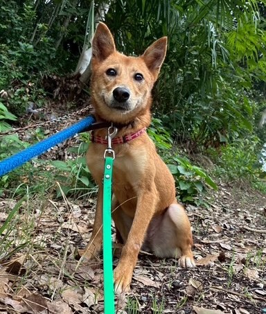 1D2025078(ネキちゃん)