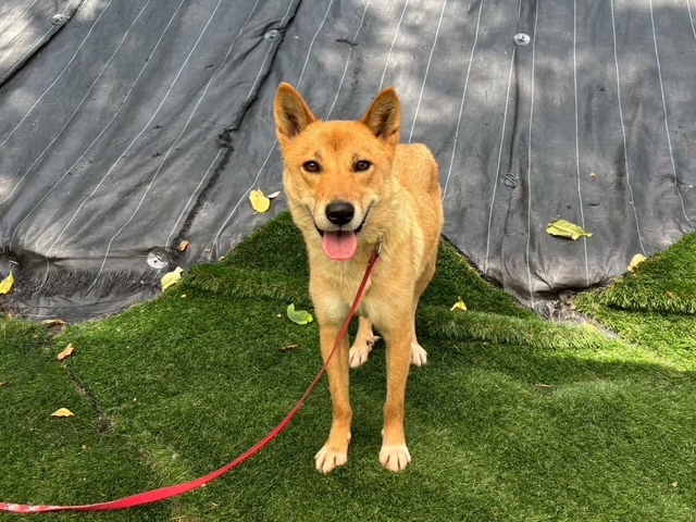 1D2025073(エルちゃん)