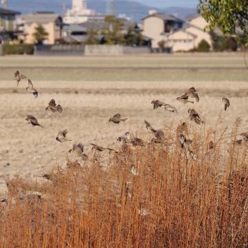okayamayamatakuさんの作品