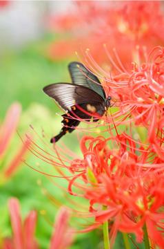 poyo_piyo_photographさんの作品