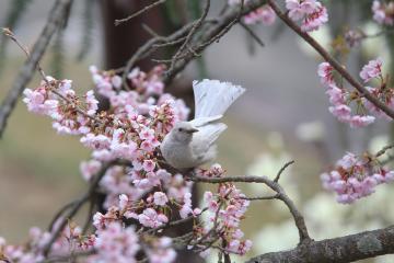 toro_1964さんの作品