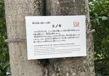 戦災樹木説明看板