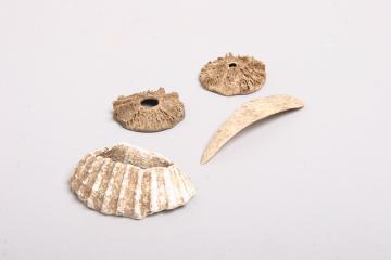 貝製腕輪、イノシシ犬歯製垂飾の写真