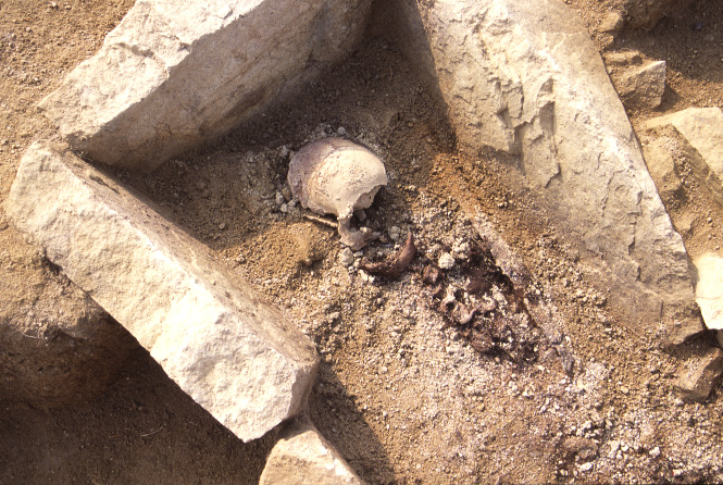 頭蓋骨が出土している様子