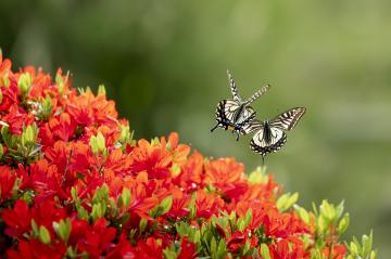 アゲハチョウの写真