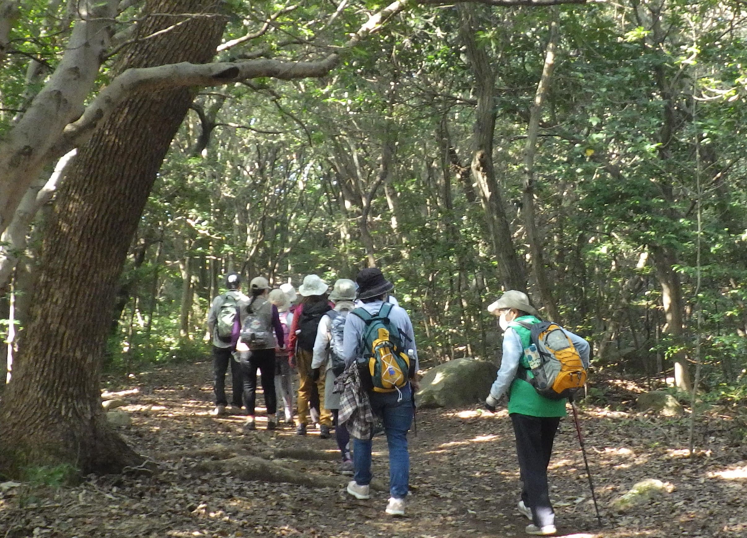 歩いている様子